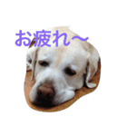 Love！ラドール（個別スタンプ：6）