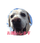 Love！ラドール（個別スタンプ：7）