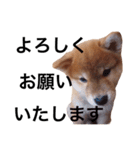baby taro STICKER（個別スタンプ：4）
