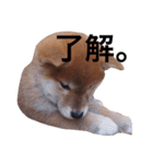 baby taro STICKER（個別スタンプ：5）
