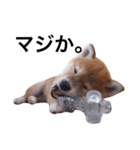 baby taro STICKER（個別スタンプ：7）