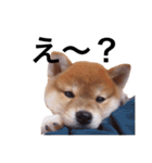 baby taro STICKER（個別スタンプ：8）