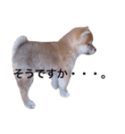 baby taro STICKER（個別スタンプ：10）