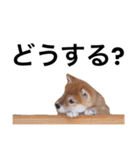 baby taro STICKER（個別スタンプ：12）