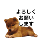 baby taro STICKER（個別スタンプ：13）