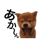 baby taro STICKER（個別スタンプ：14）