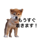 baby taro STICKER（個別スタンプ：15）