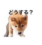 baby taro STICKER（個別スタンプ：19）