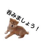 baby taro STICKER（個別スタンプ：20）