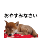 baby taro STICKER（個別スタンプ：25）
