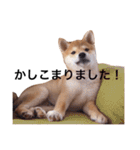 baby taro STICKER（個別スタンプ：37）