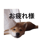 baby taro STICKER（個別スタンプ：38）