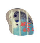 My cute pets Chipper（個別スタンプ：1）