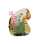 My cute pets Chipper（個別スタンプ：3）