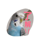 My cute pets Chipper（個別スタンプ：6）