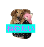 Muku＆Riku（個別スタンプ：3）