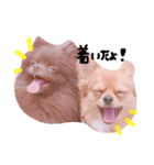 木村家のペット。（個別スタンプ：3）