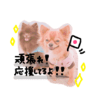 木村家のペット。（個別スタンプ：13）