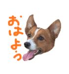 愛しのわんこミミ ジャックラッセルテリア（個別スタンプ：1）