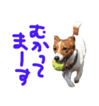 愛しのわんこミミ ジャックラッセルテリア（個別スタンプ：4）