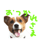 愛しのわんこミミ ジャックラッセルテリア（個別スタンプ：6）