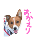 愛しのわんこミミ ジャックラッセルテリア（個別スタンプ：7）