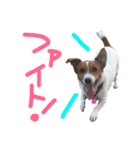 愛しのわんこミミ ジャックラッセルテリア（個別スタンプ：8）