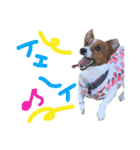 愛しのわんこミミ ジャックラッセルテリア（個別スタンプ：10）
