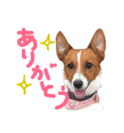 愛しのわんこミミ ジャックラッセルテリア（個別スタンプ：14）