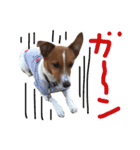愛しのわんこミミ ジャックラッセルテリア（個別スタンプ：15）