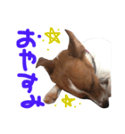 愛しのわんこミミ ジャックラッセルテリア（個別スタンプ：16）