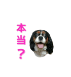 キャバちゃんず（個別スタンプ：12）
