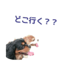 キャバちゃんず（個別スタンプ：13）