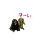 キャバちゃんず（個別スタンプ：14）