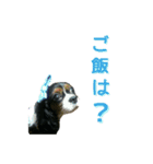 キャバちゃんず（個別スタンプ：15）