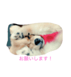 レオとモア（個別スタンプ：3）
