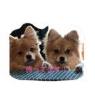 レオとモア（個別スタンプ：4）