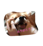 レオとモア（個別スタンプ：7）