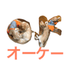 穀物ズのまいにちスタンプ（個別スタンプ：1）