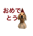 穀物ズのまいにちスタンプ（個別スタンプ：3）