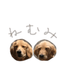 穀物ズのまいにちスタンプ（個別スタンプ：10）