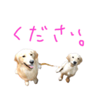 穀物ズのまいにちスタンプ（個別スタンプ：12）