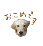 穀物ズのまいにちスタンプ（個別スタンプ：13）