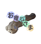 よく使う☆癒やしのふうにゃん（個別スタンプ：11）