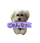 よく使う☆癒やしのふうにゃん（個別スタンプ：12）