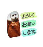 よく使う☆癒やしのふうにゃん（個別スタンプ：21）