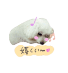 よく使う☆癒やしのふうにゃん（個別スタンプ：25）