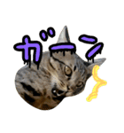 キジトラつみれくん（個別スタンプ：4）