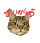 キジトラつみれくん（個別スタンプ：5）