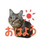 キジトラつみれくん（個別スタンプ：8）